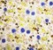 1 Yard Yellow & Blue Chiffon Crinkle Floral Print Fabric, 53" Wide Soft Flowing Polyester